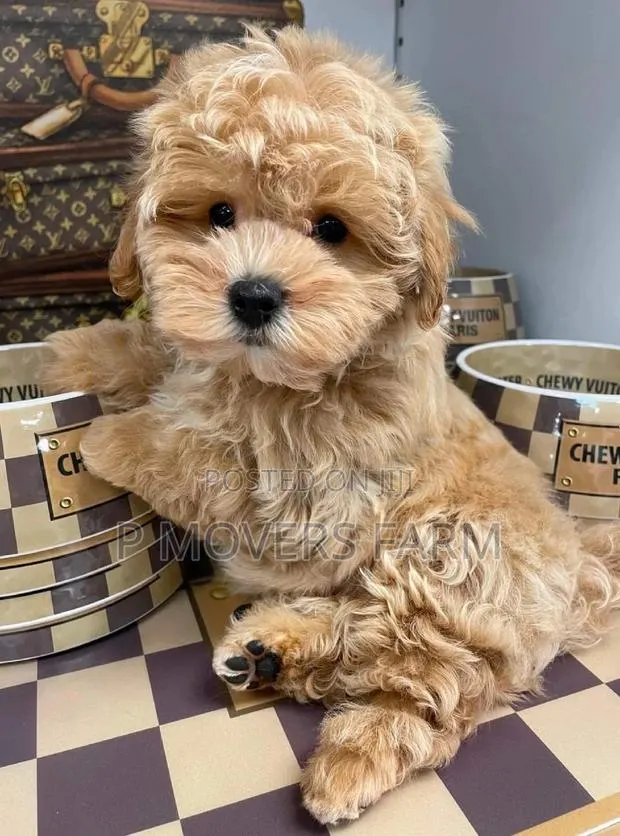 1-3 months Male Purebred Maltese · Photo 1
