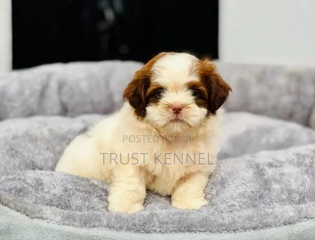 1-3 months Male Purebred Poodle · Photo 1