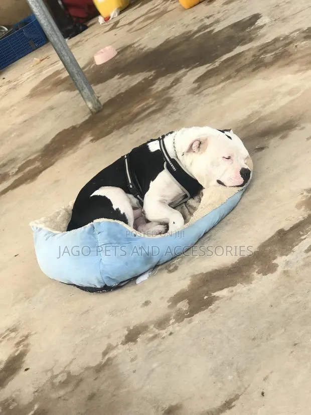 Male Pitbull Available for Stud · Photo 2