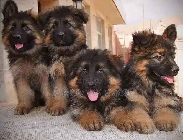 1-3 months Male Purebred German Shepherd · Photo 1