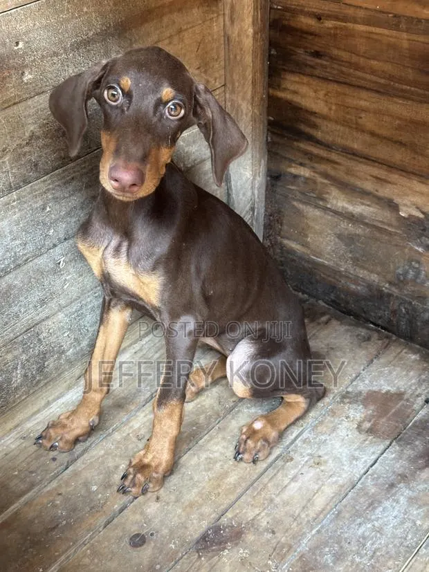 3-6 months Female Purebred Doberman Pinscher · Photo 1