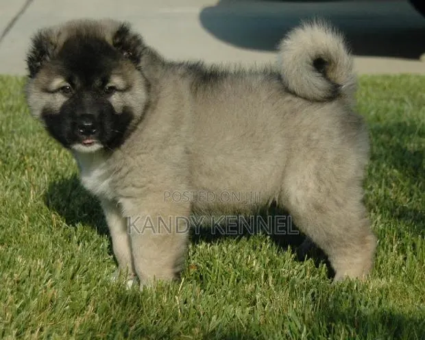 1-3 months Male Purebred Caucasian Shepherd · Photo 1