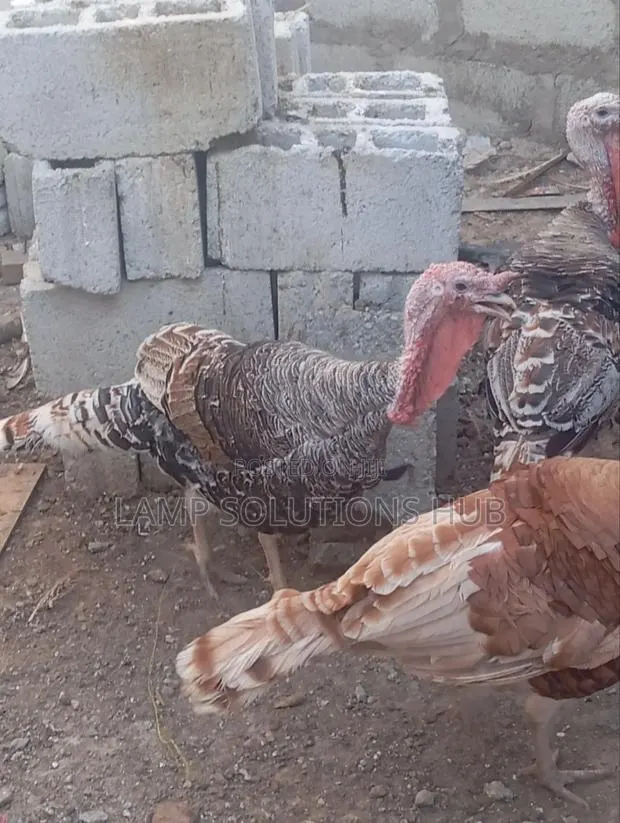 Fully Matured Male Turkey · Photo 1