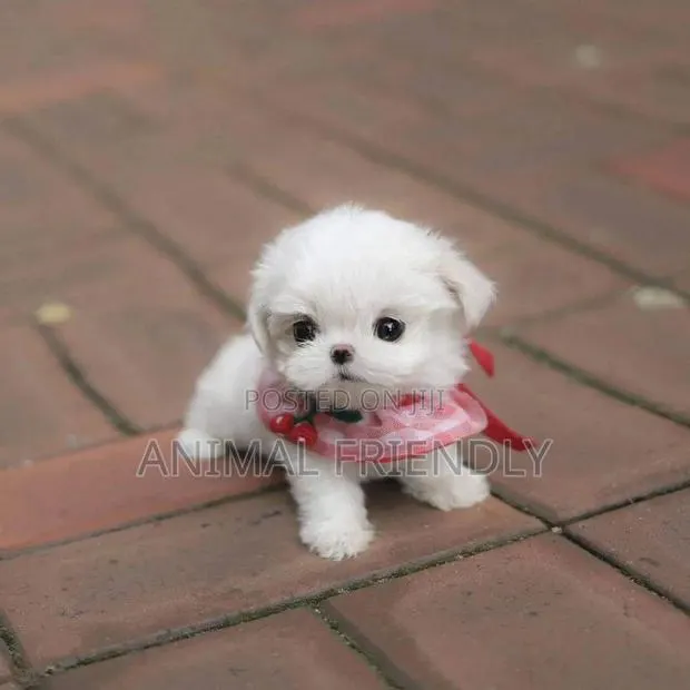 1-3 months Male Purebred Poodle · Photo 1