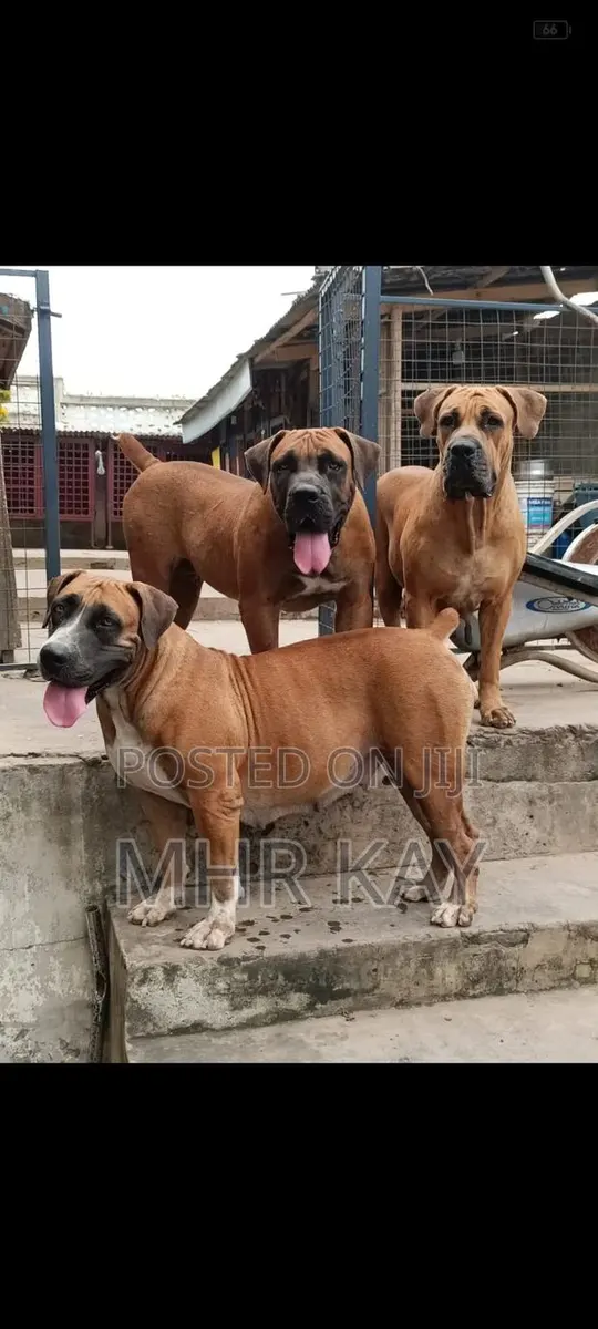 1-3 months Female Purebred Boerboel · Photo 1
