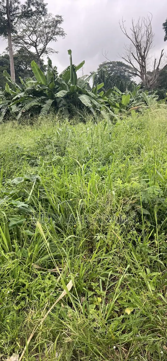 Bush Weeding · Photo 2