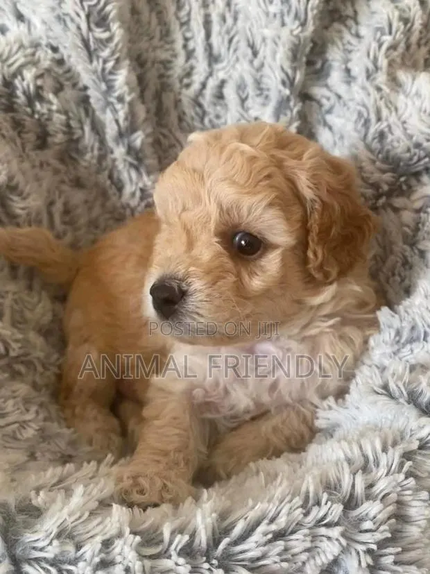 1-3 months Female Purebred Poodle · Photo 1