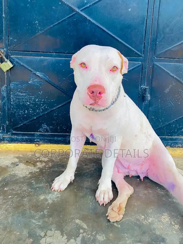 1+ year Female Purebred American Pit Bull Terrier · Photo 1