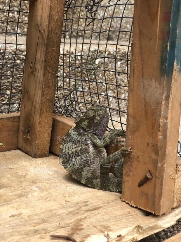 A Beautiful Chameleon · Photo 2