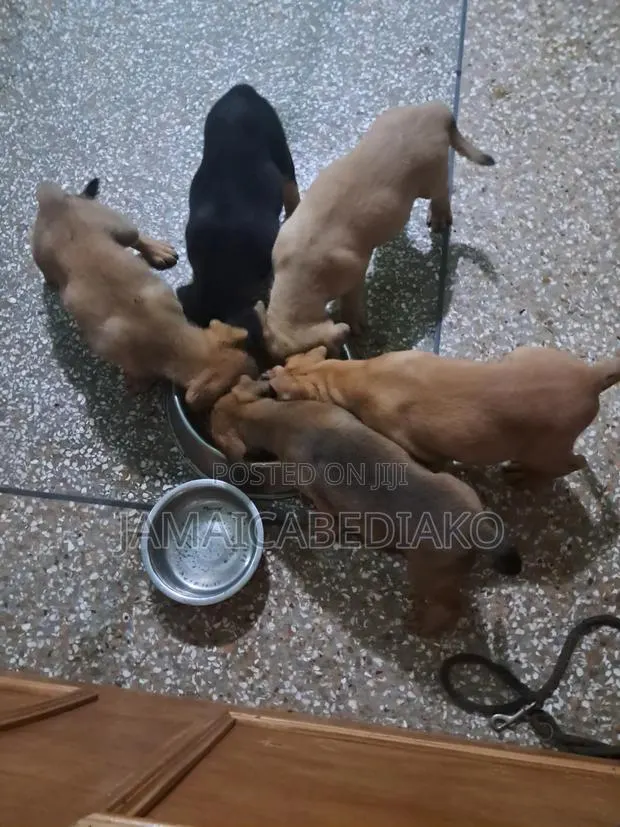1-3 months Male Mixed Breed Boerboel · Photo 1