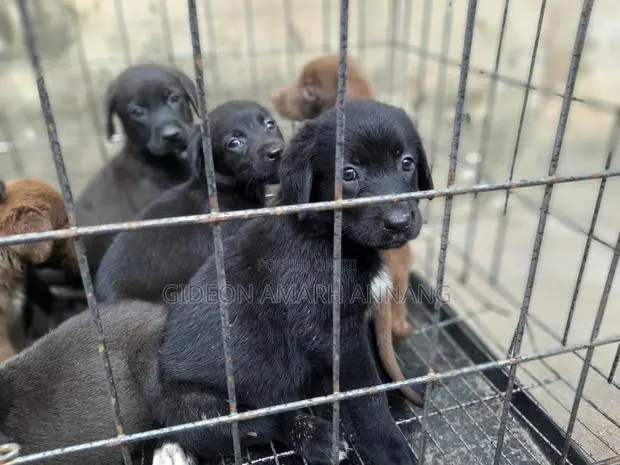 1-3 months Male Purebred Labrador Retriever · Photo 1