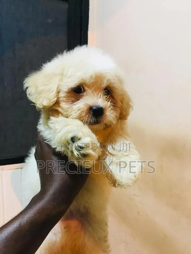 Baby Male Purebred Poodle · Photo 1