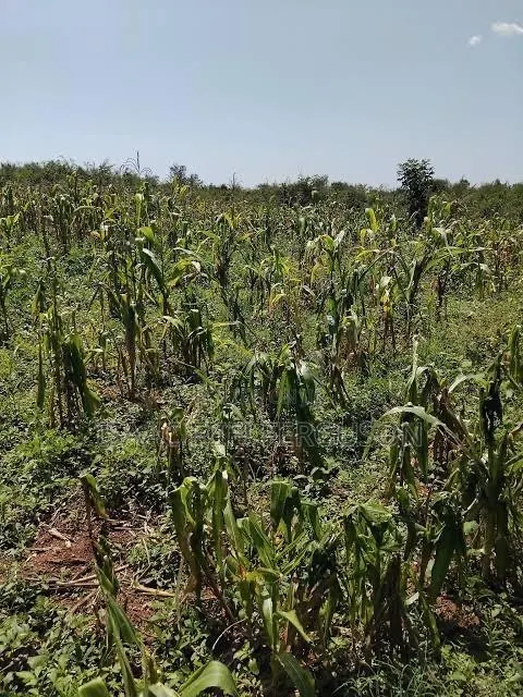 Farmland at Gomoa Odumase Forsale · Photo 1