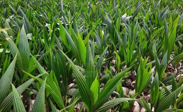 Hybrid and Dwarf Coconut Seedlings of Good Quality · Photo 1
