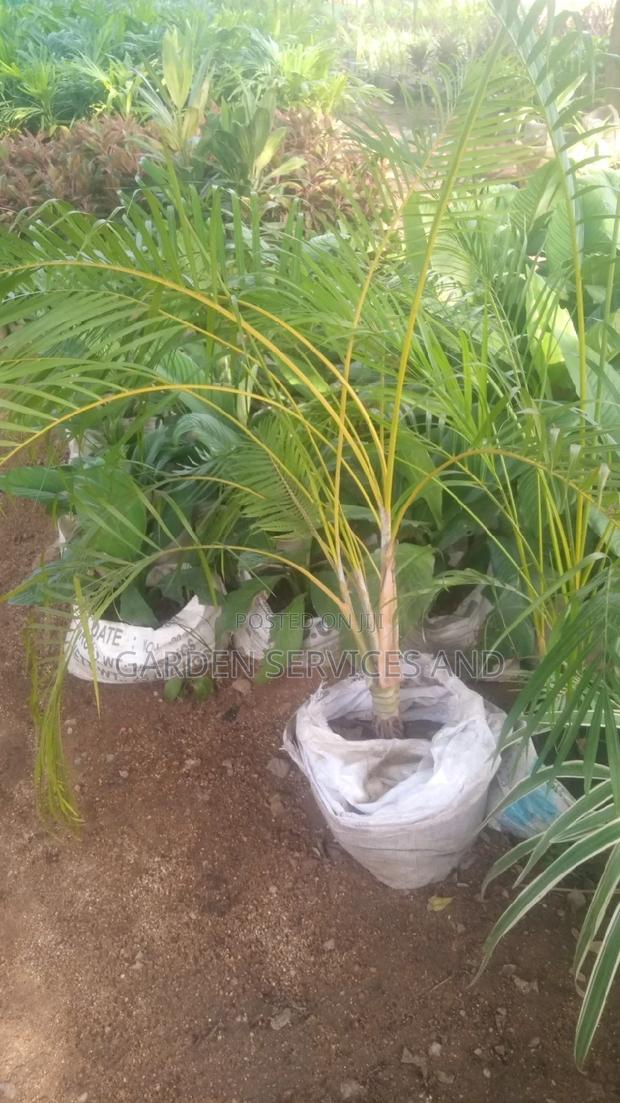 Golden Cane Palm for Sale · Photo 2