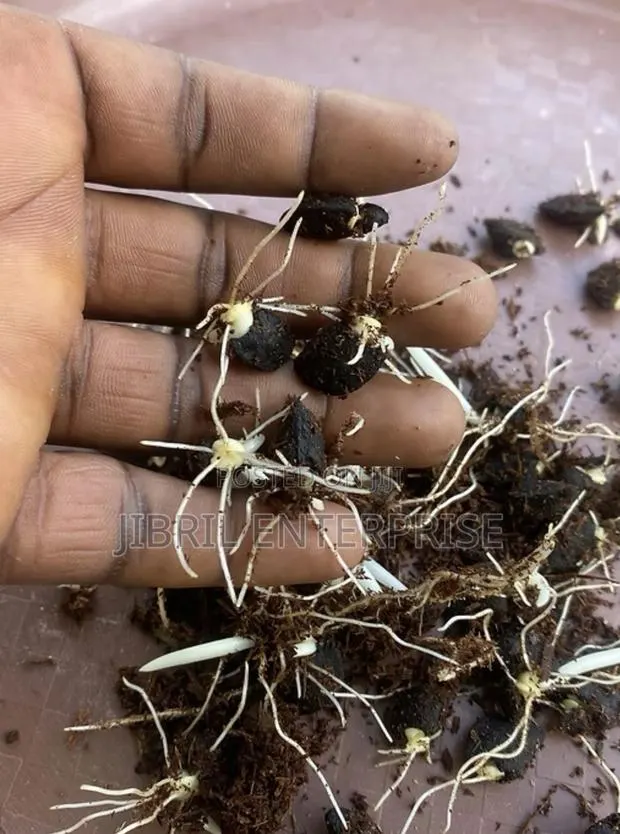 Thaumatococcus Daniellii Seeds for Planting, Already Sprouted,15/100gh · Photo 4