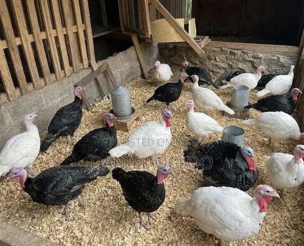 Live Dressed Turkeys for Sale · Photo 1