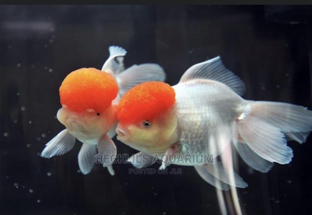 Redcap Fish · Photo 1