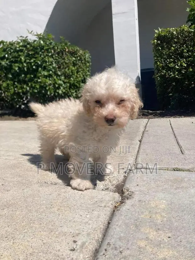 1-3 months Male Purebred Poodle · Photo 1
