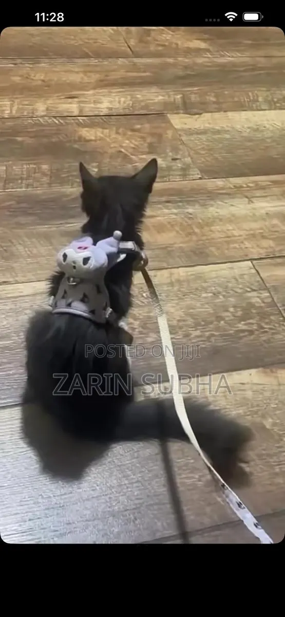 1-3 months Male Mixed Breed Maine Coon · Photo 2