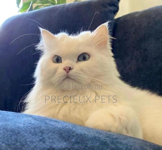 1-3 months Male Purebred Persian · Photo 1