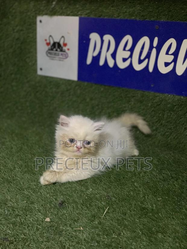 3-6 Months Male Purebred Persian · Photo 1
