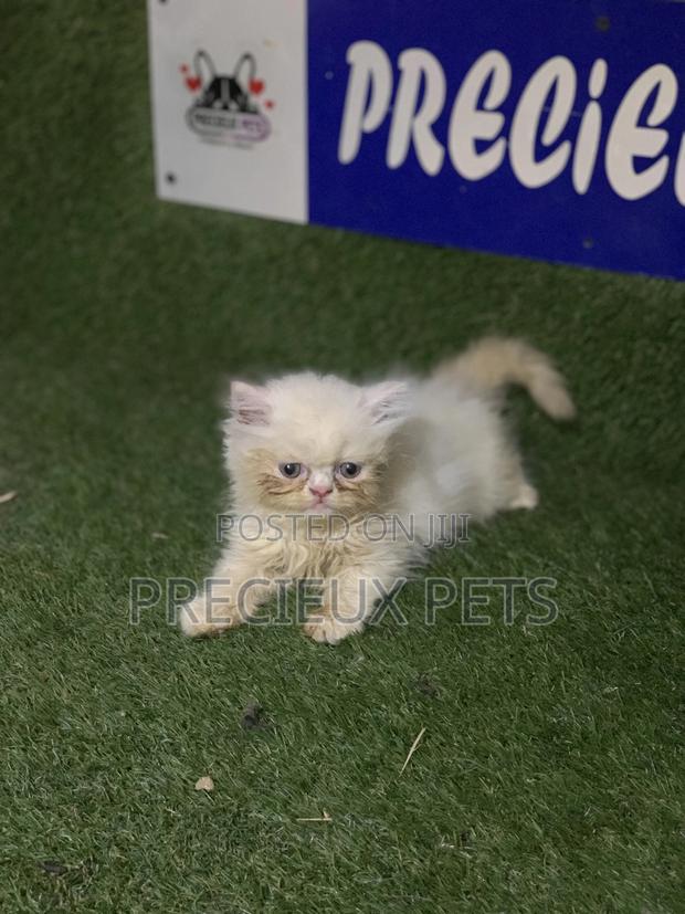 3-6 Months Male Purebred Persian · Photo 3
