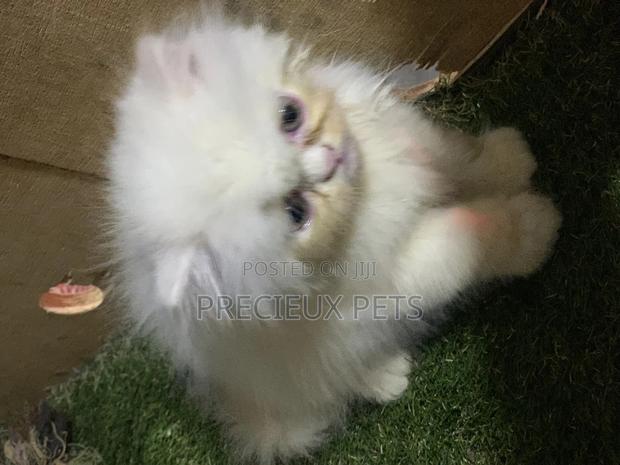 3-6 Months Male Purebred Persian · Photo 7