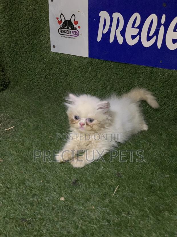 3-6 Months Male Purebred Persian · Photo 2