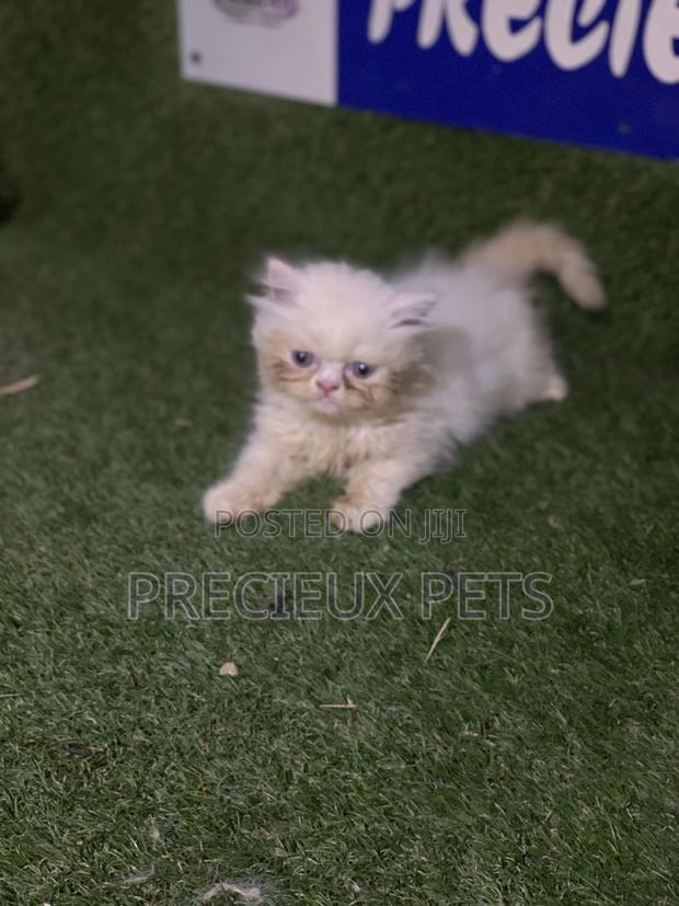 3-6 Months Male Purebred Persian · Photo 4