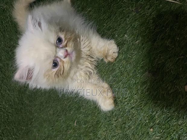 3-6 Months Male Purebred Persian · Photo 5