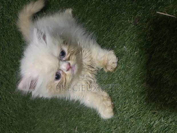 3-6 Months Male Purebred Persian · Photo 6