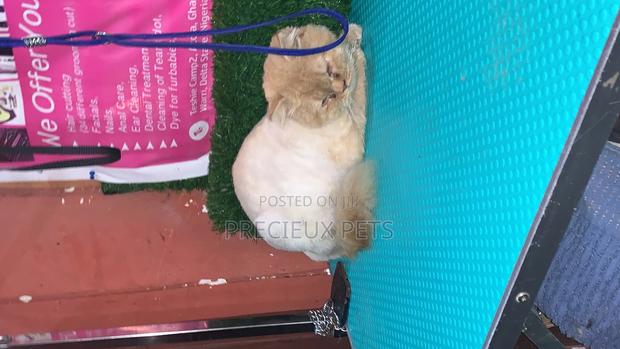 6-12 Months Male Purebred Persian · Photo 1