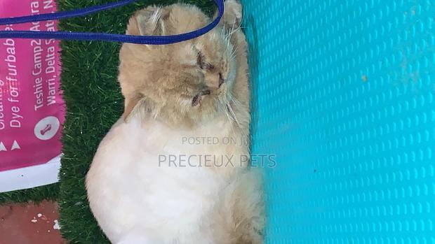 6-12 Months Male Purebred Persian · Photo 4