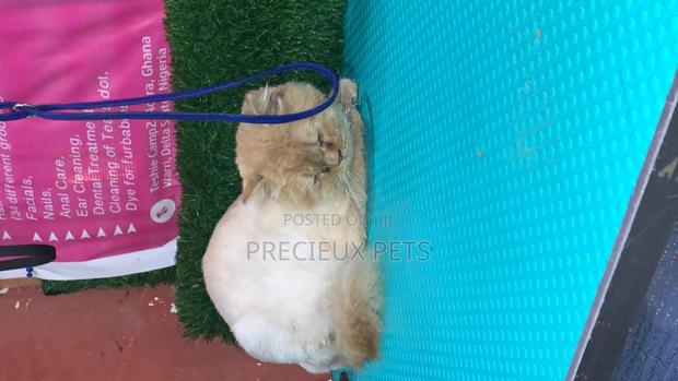 6-12 Months Male Purebred Persian · Photo 2