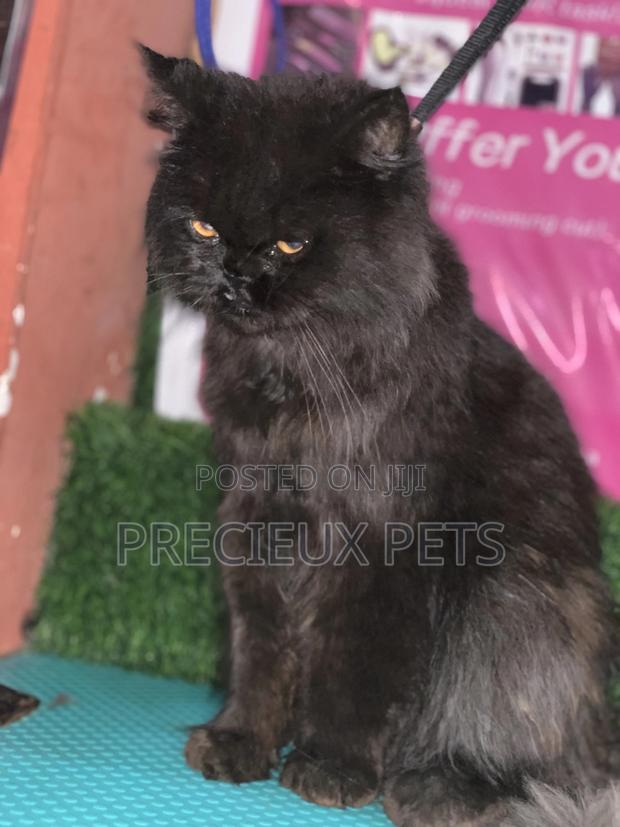 6-12 Months Male Purebred Persian · Photo 5