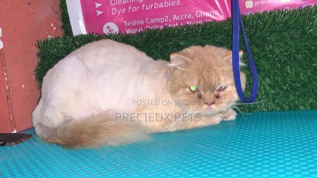 6-12 Months Male Purebred Persian · Photo 3