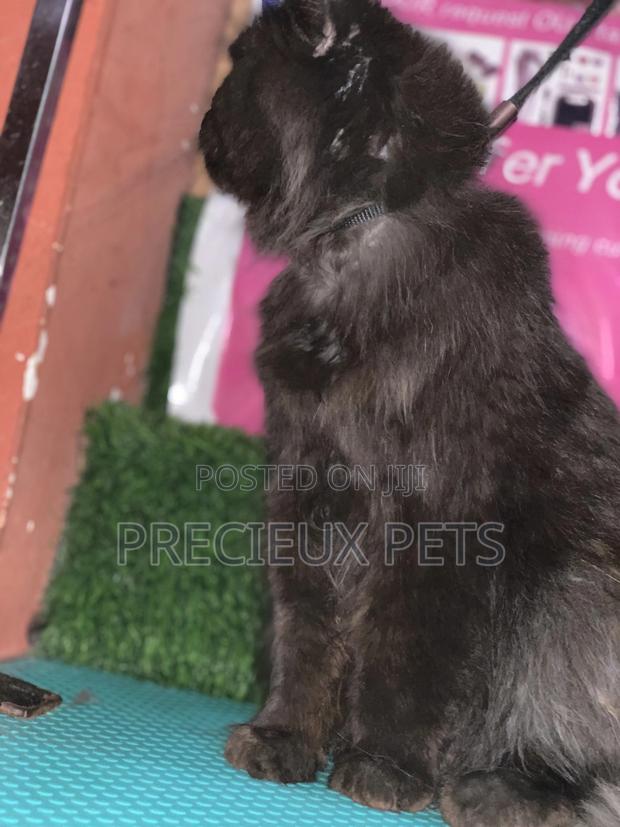 6-12 Months Male Purebred Persian · Photo 6
