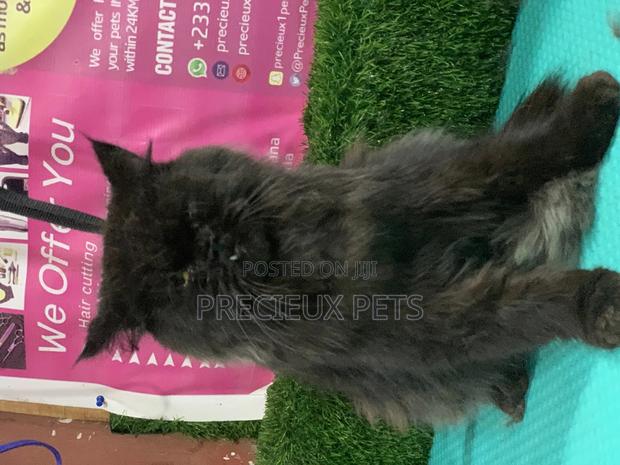 6-12 Months Male Purebred Persian · Photo 7