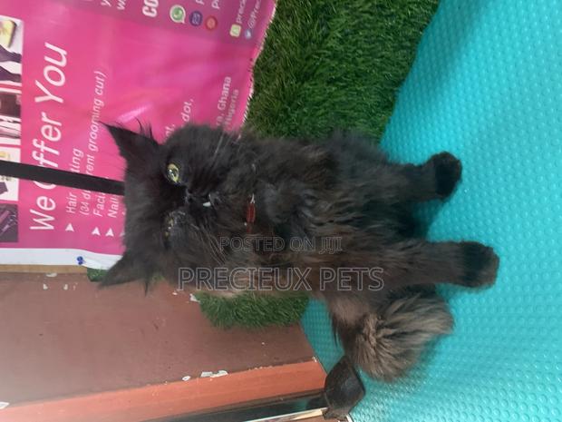 6-12 Months Male Purebred Persian · Photo 8
