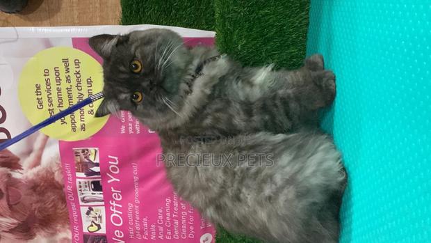 Persian Cats Mating/Crossing/ Stud Service ( Mr Greyhound) · Photo 1