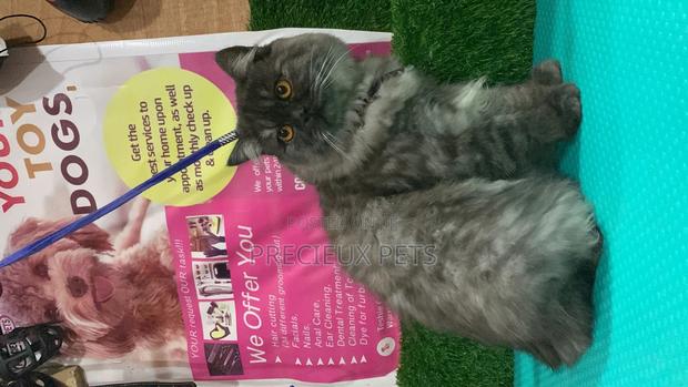 Persian Cats Mating/Crossing/ Stud Service ( Mr Greyhound) · Photo 2