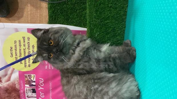 Persian Cats Mating/Crossing/ Stud Service ( Mr Greyhound) · Photo 3