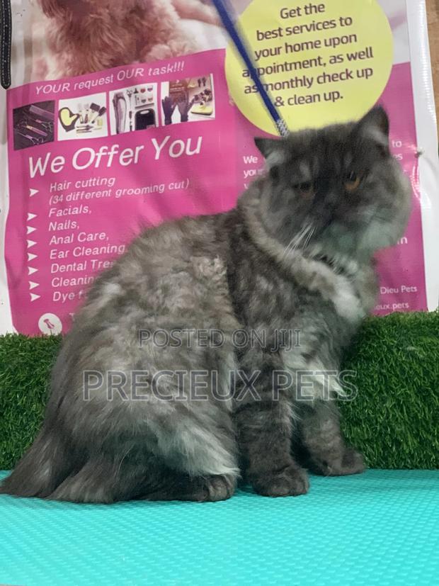 Persian Cats Mating/Crossing/ Stud Service ( Mr Greyhound) · Photo 4