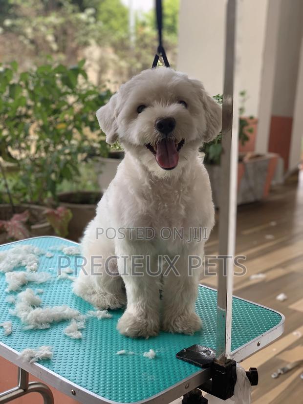 Home Service Grooming Appointment-Deluxe Package · Photo 2