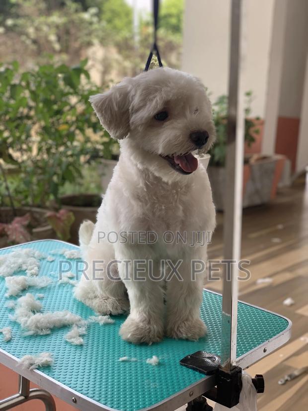 Home Service Grooming Appointment-Deluxe Package · Photo 1