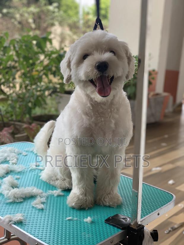 Home Service Grooming Appointment-Deluxe Package · Photo 3
