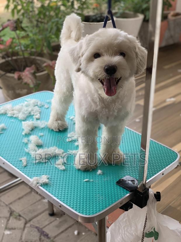 Home Service Grooming Appointment-Deluxe Package · Photo 4
