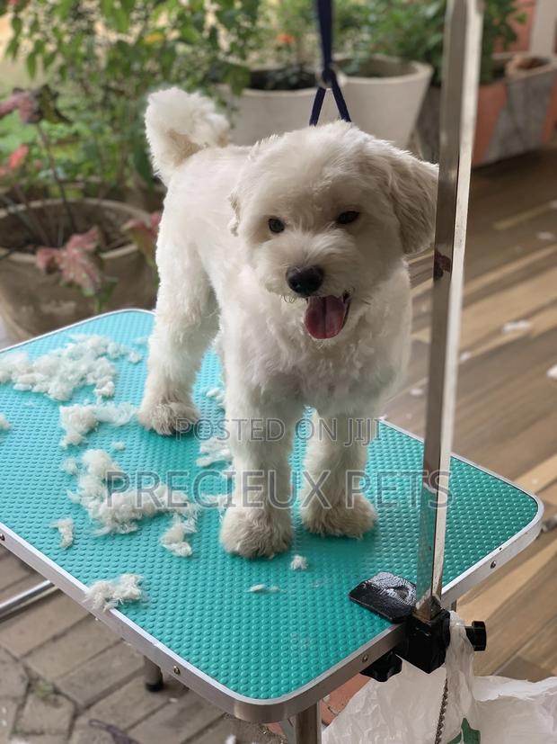 Home Service Grooming Appointment-Deluxe Package · Photo 5