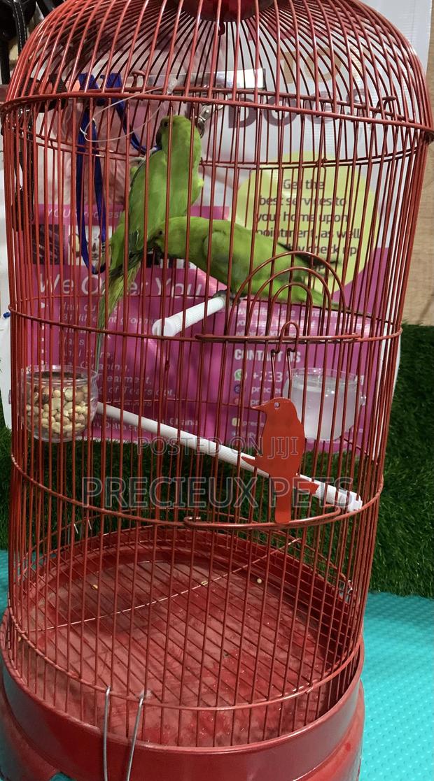 Pair of Longtail Parrots · Photo 2